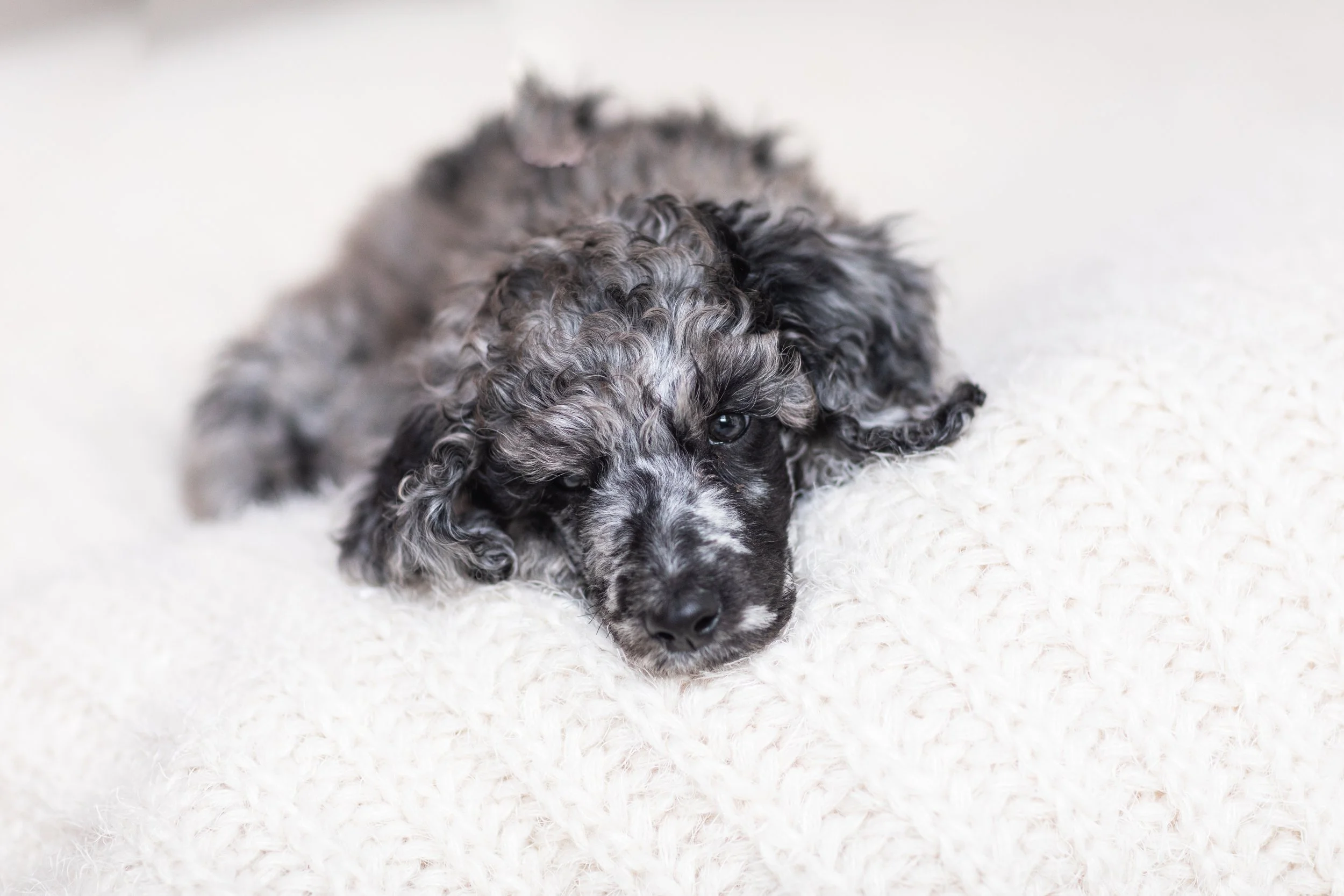 Brucellosis: Important Information Fur Parents Must Know