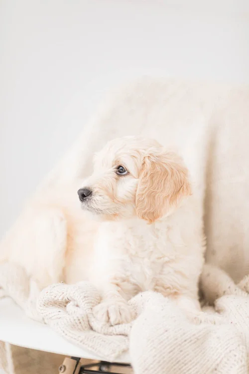 Labrador Retriever Best Dogs For Esa Therapy Dogs Best Breeds For