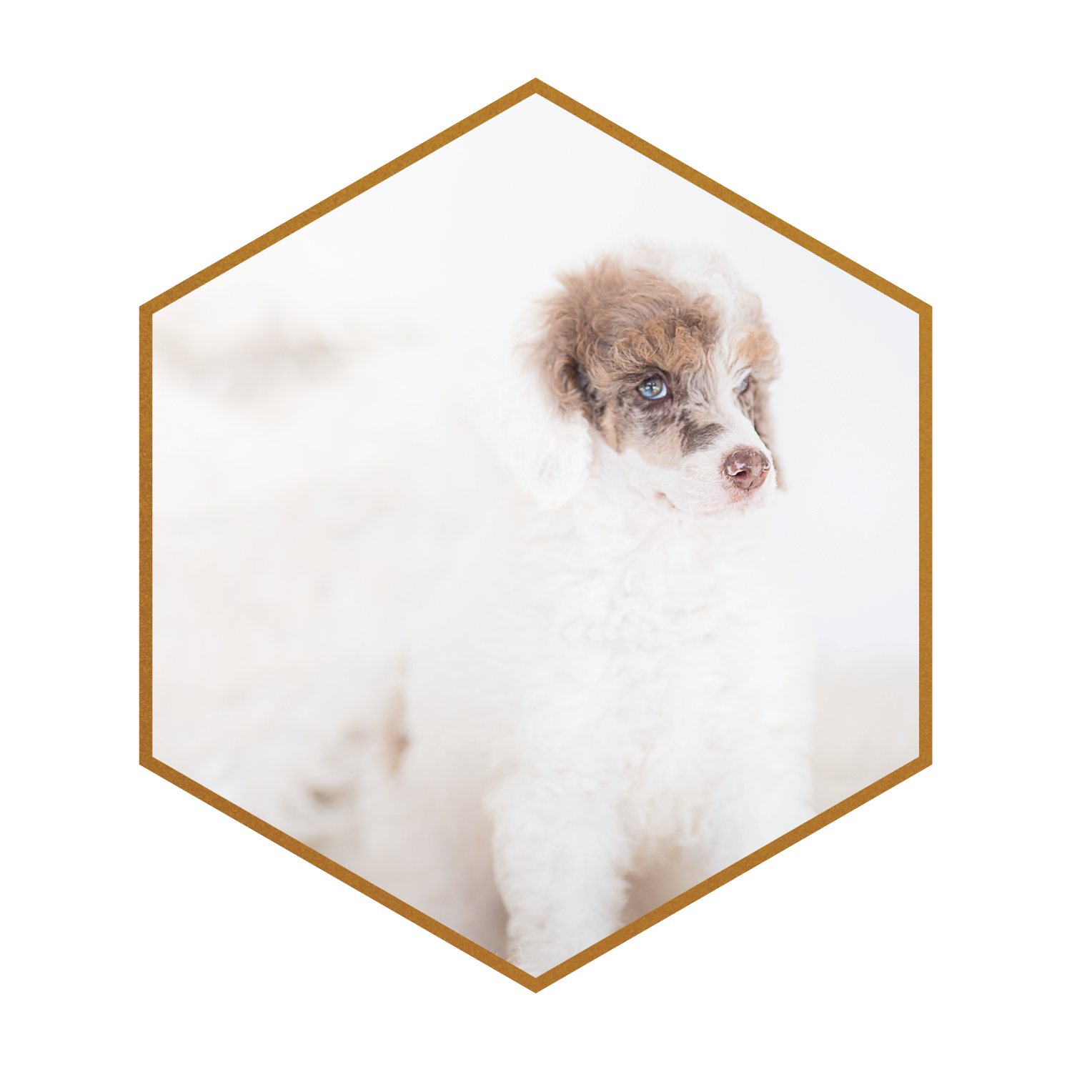 Parti Tri Brown Red Merle Standard Moyen Male Poodle Stud