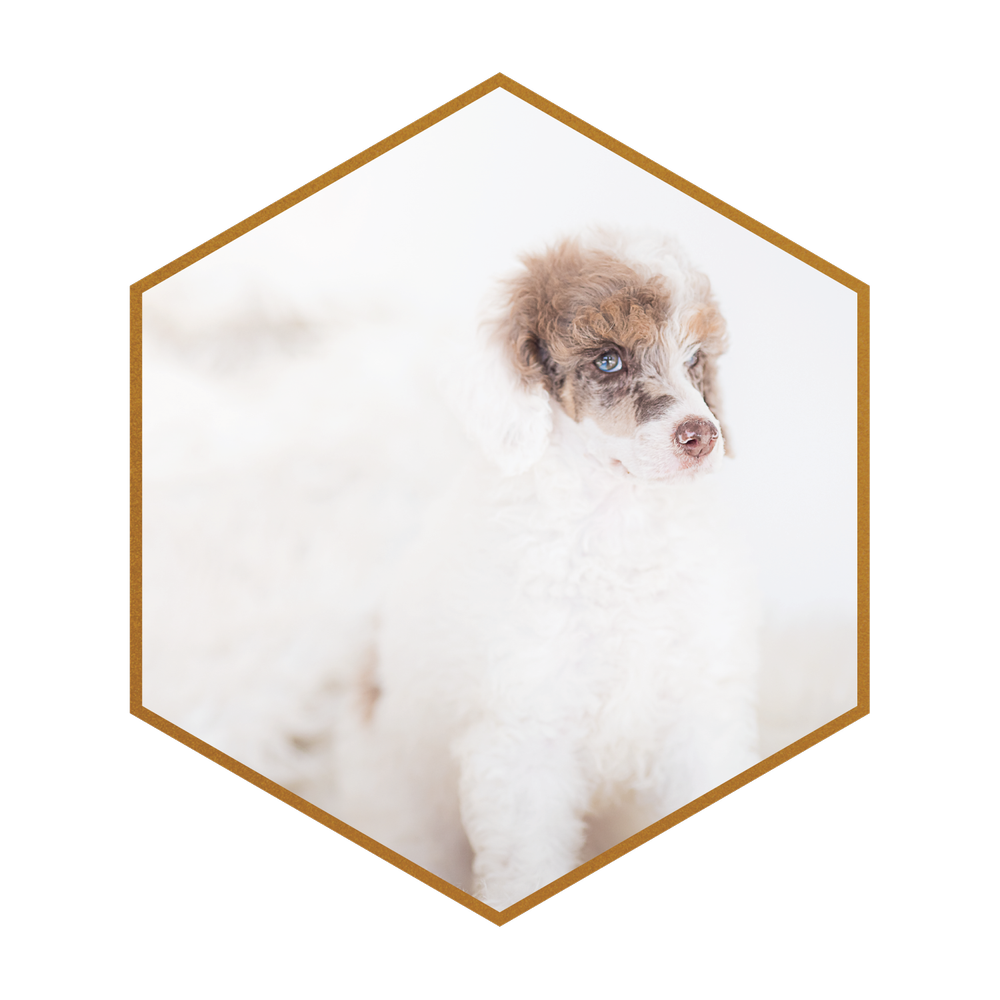 Tri Brown Phantom Merle Parti Poodle Stud — STOKESHIRE