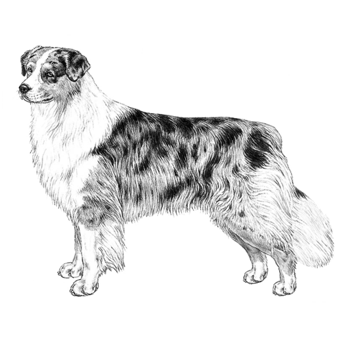australian_shepherd_v2.png