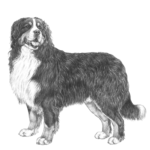 bernese_mountain_dog_v2.png