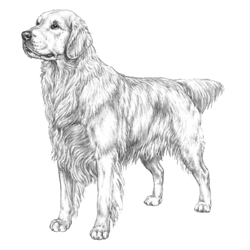 golden_retriever_v2.png