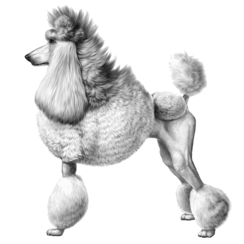 poodle_v2.png