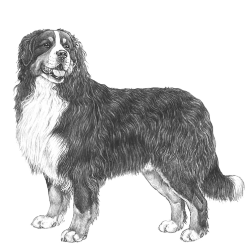 bernese_mountain_dog_v2.png