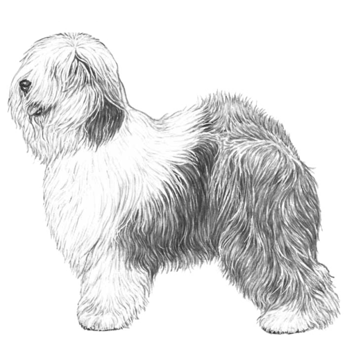 old_english_sheepdog_v2.png