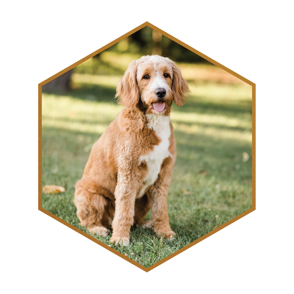 Goldendoodle Coat Types Puppy Hair Mini Goldendoodle Flat Coat