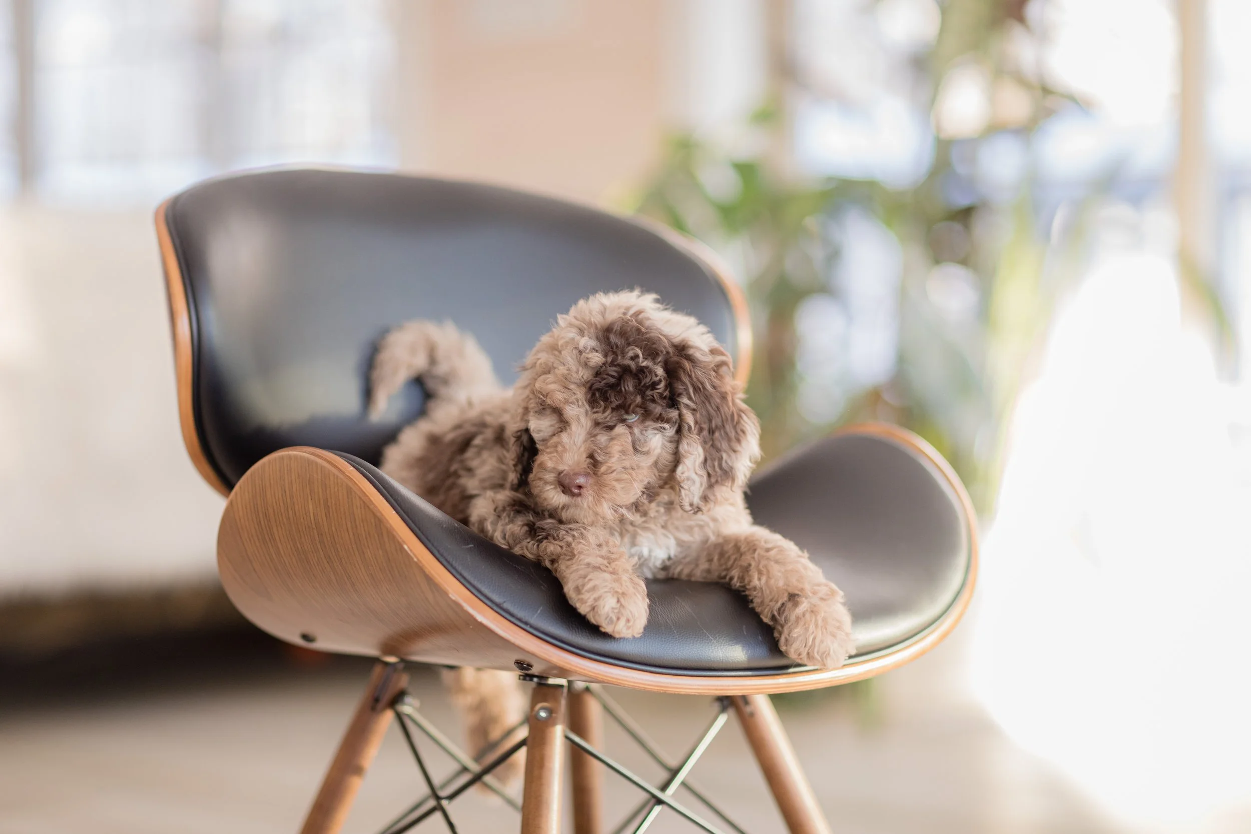 What dogs are best for people with allergies?