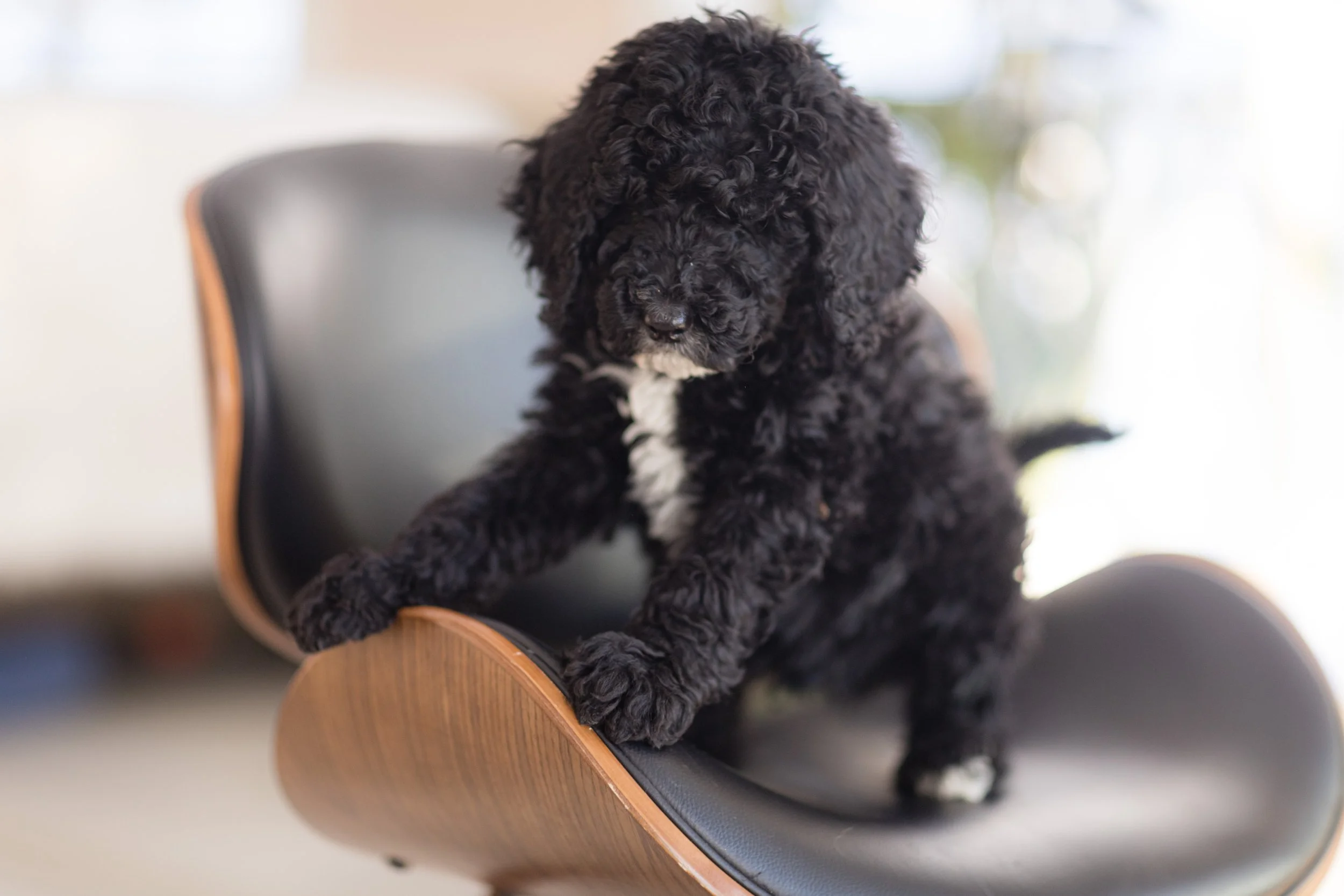 7 Best Dog Breeds for Hiking and Outdoor Adventures — STOKESHIRE