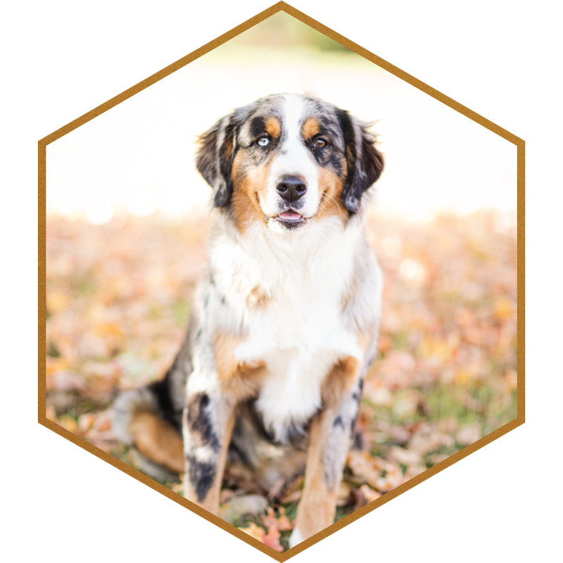 Apollo-Bernese-Mountain-Dog-Stokeshrie-Wisconsin-Designer-Doodles-AMD-Sire-F1.png
