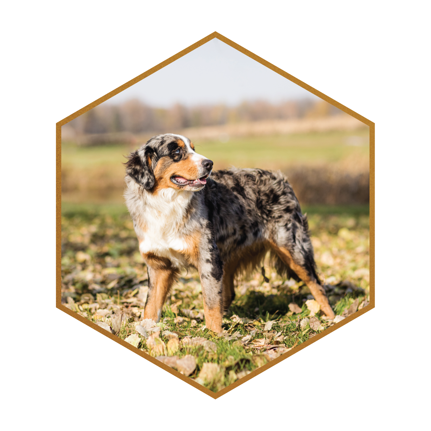 poodle mix australian shepherd mix price