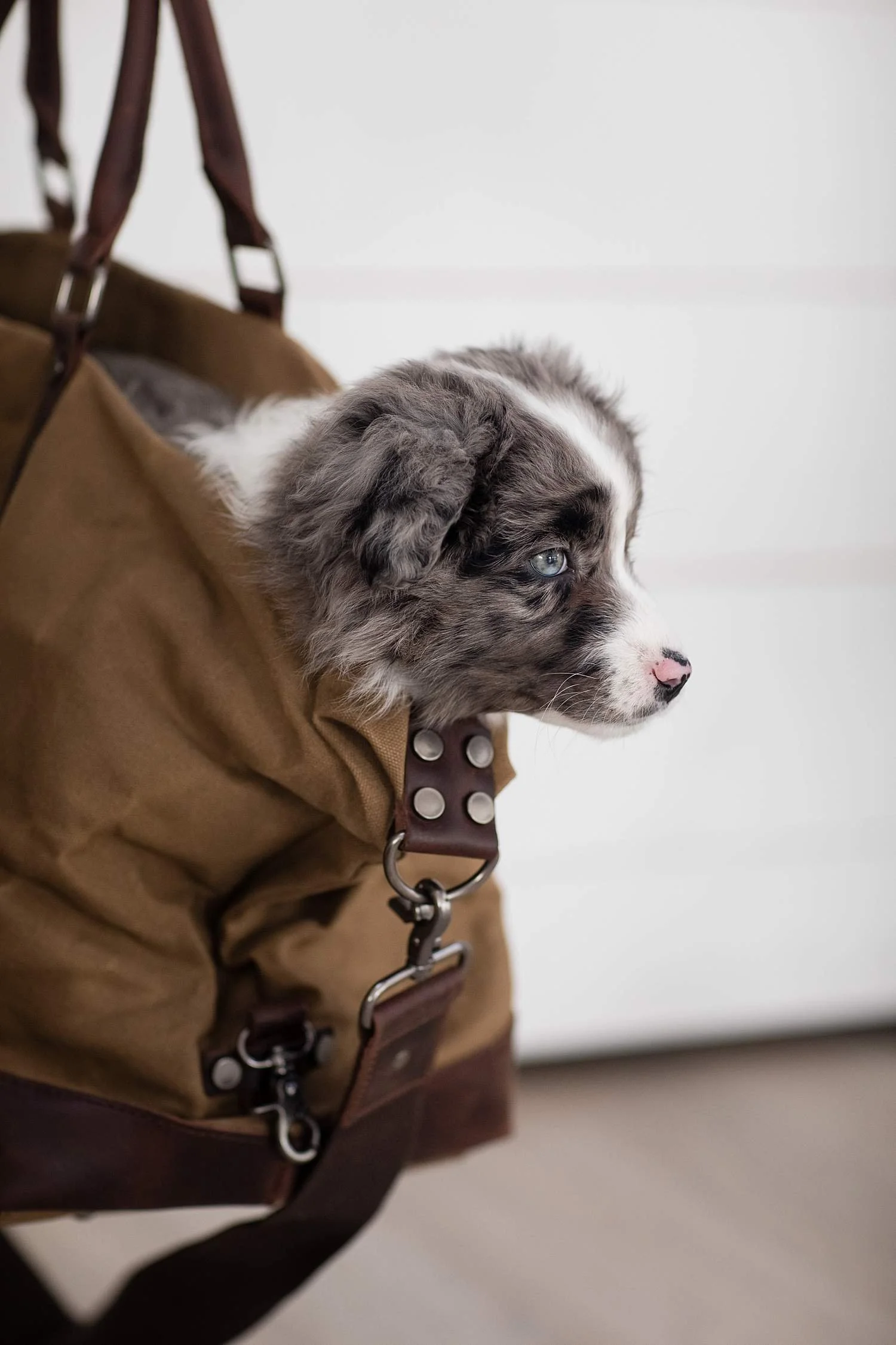 Standard blue merle Aussiedoodle at Stokeshire Designer Doodles, Wisconsin