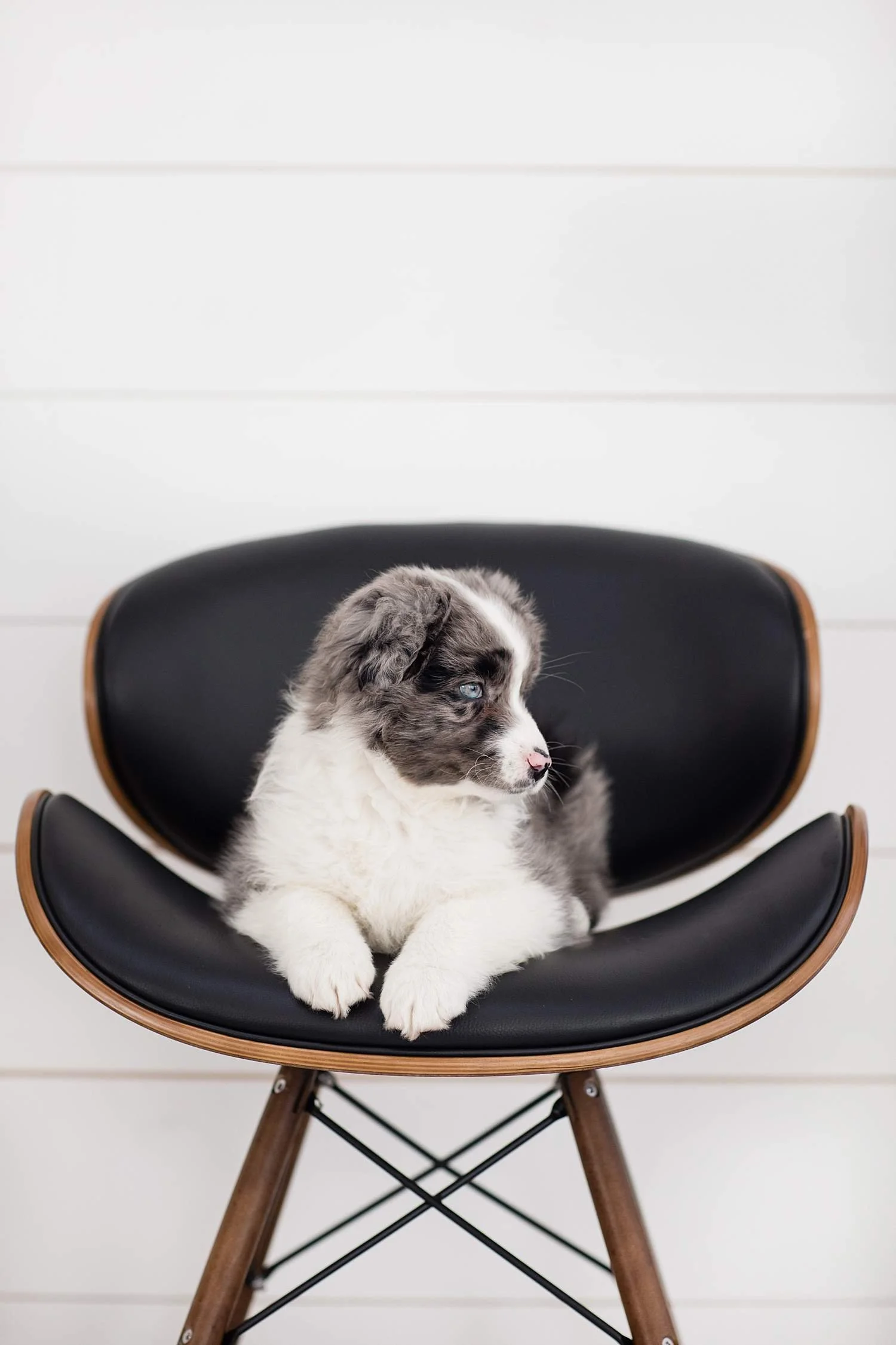 12-Stokeshire-Designer-Doodles-Standard-Blue-Merle-Aussiedoodle-Breeders-Wisconsin.jpg