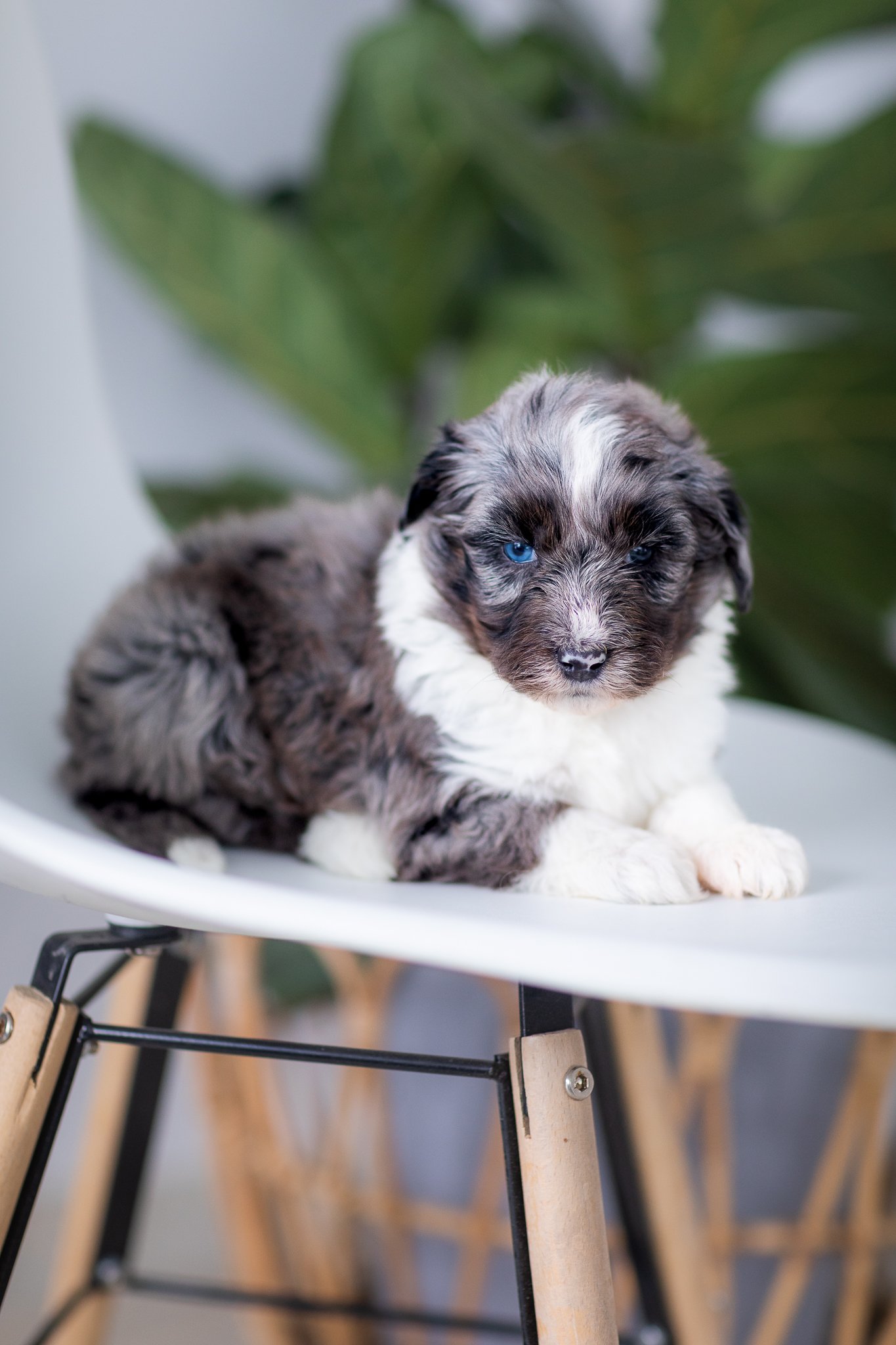 0014_StillyxPhoenix-F1-Mini-Aussiedodoles-4weeks.Stokeshire.23.jpg