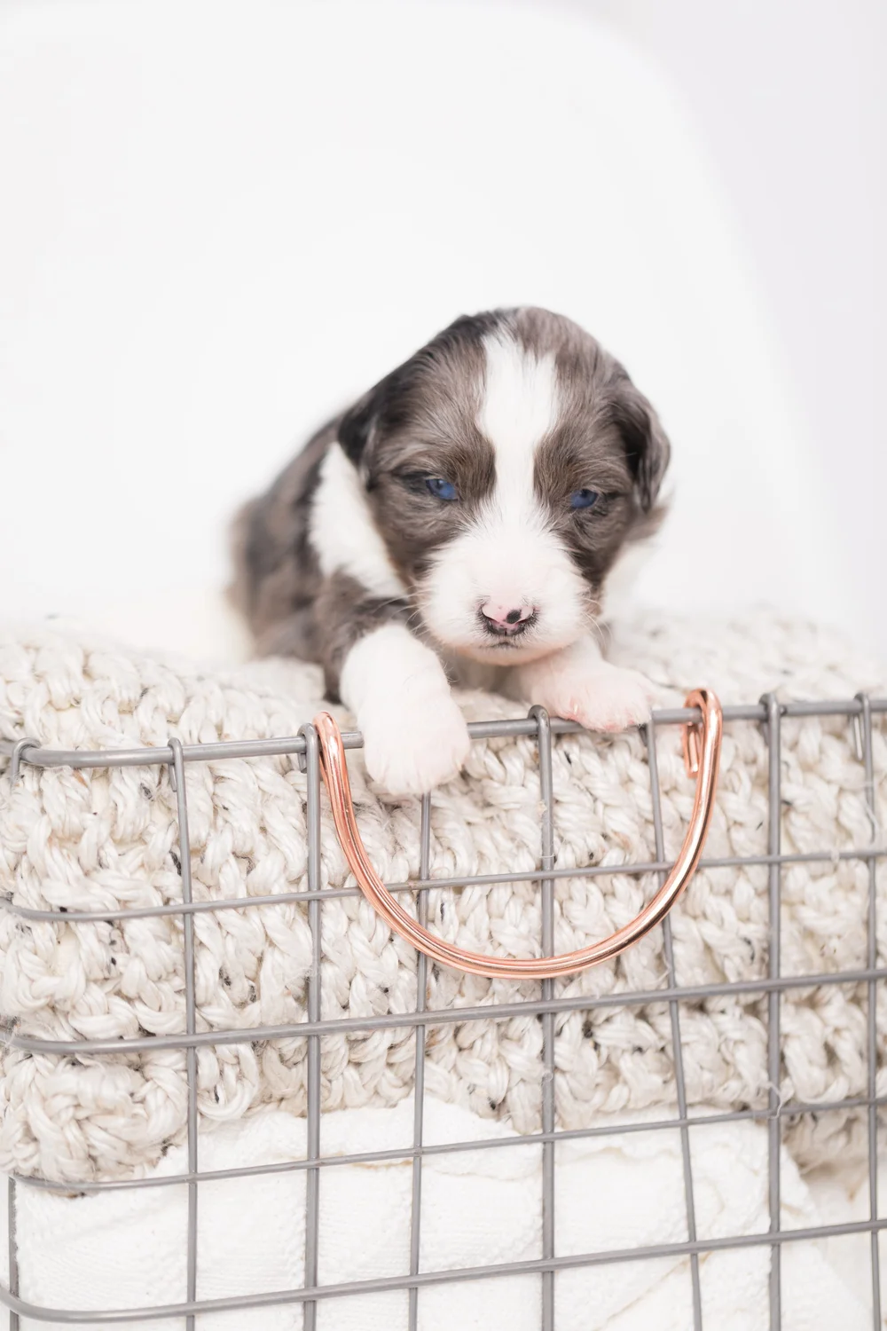 F1 Mini Aussiedoodle litter — Stokeshire Designer Doodles Wisconsin