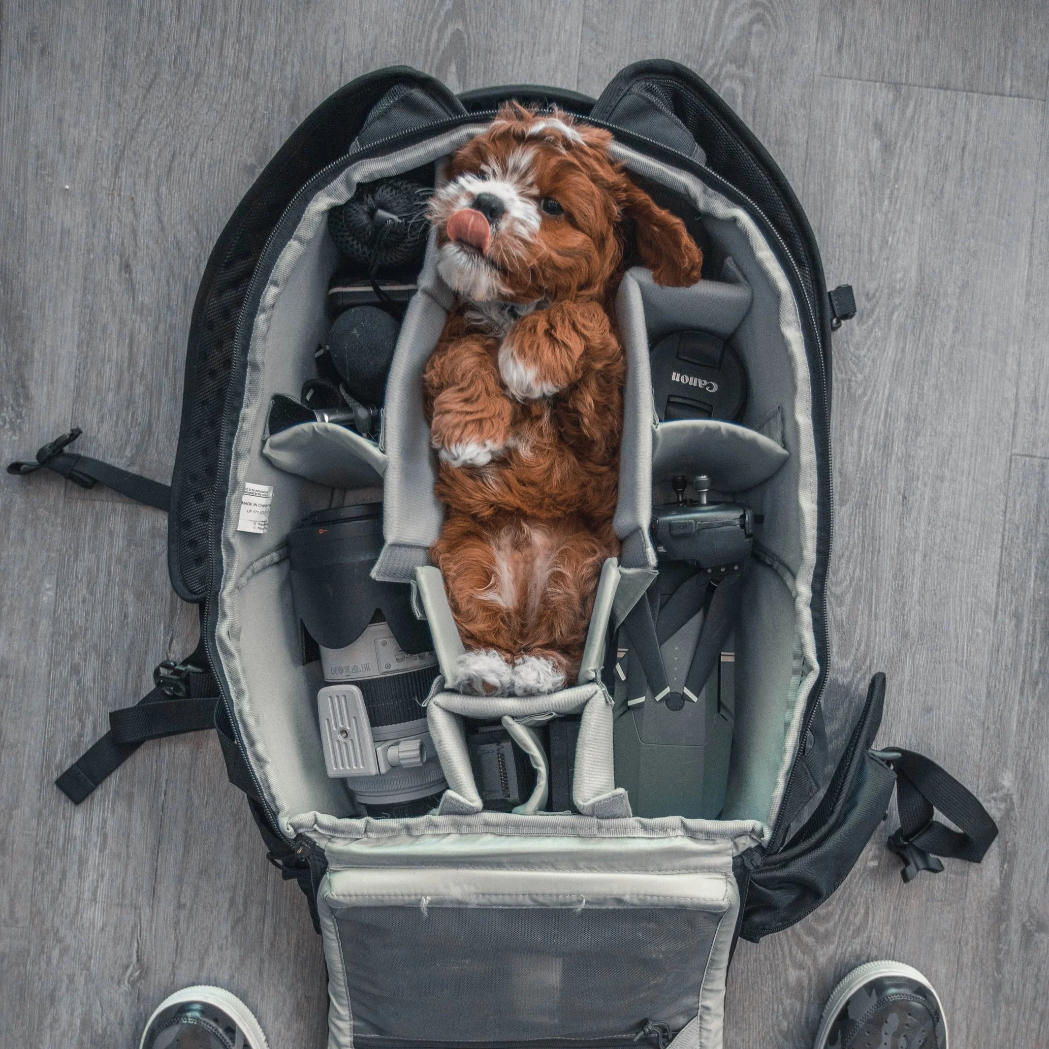 Pet Ownership for Digital Nomads: A Comprehensive How-To Guide