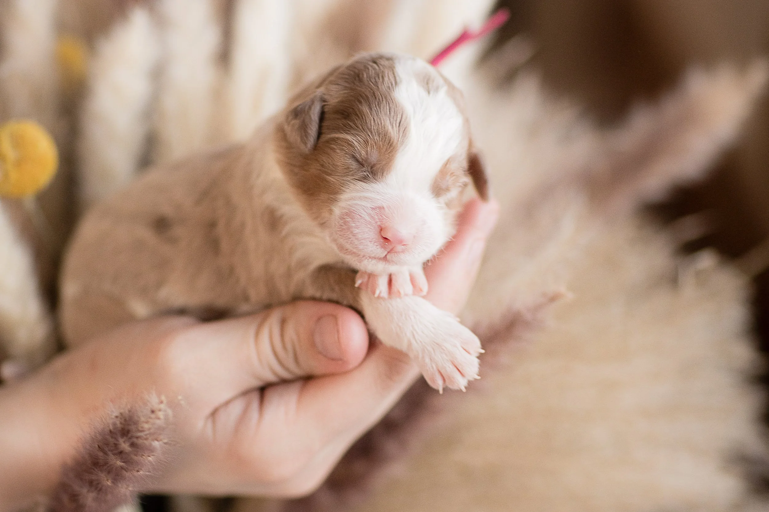 Midwest's Finest Australian Mountain Doodles: Quality Breeds for Your Home