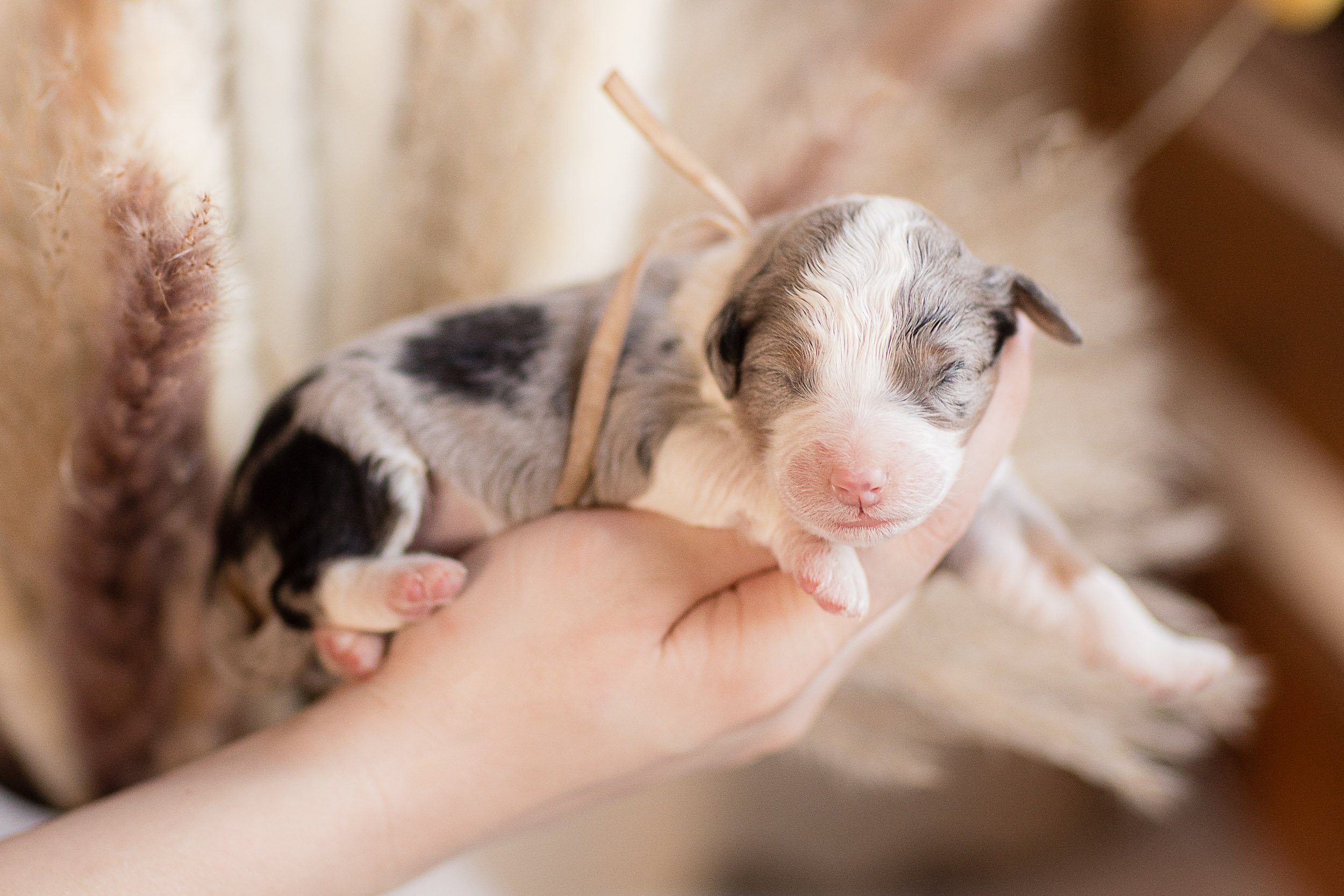 Australian Mountain Doodles: Quality Breeds for Your Home