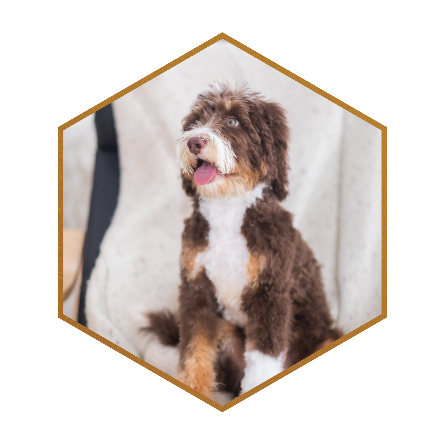 Mini F1B Brown Tri Bernedoodle Stud 