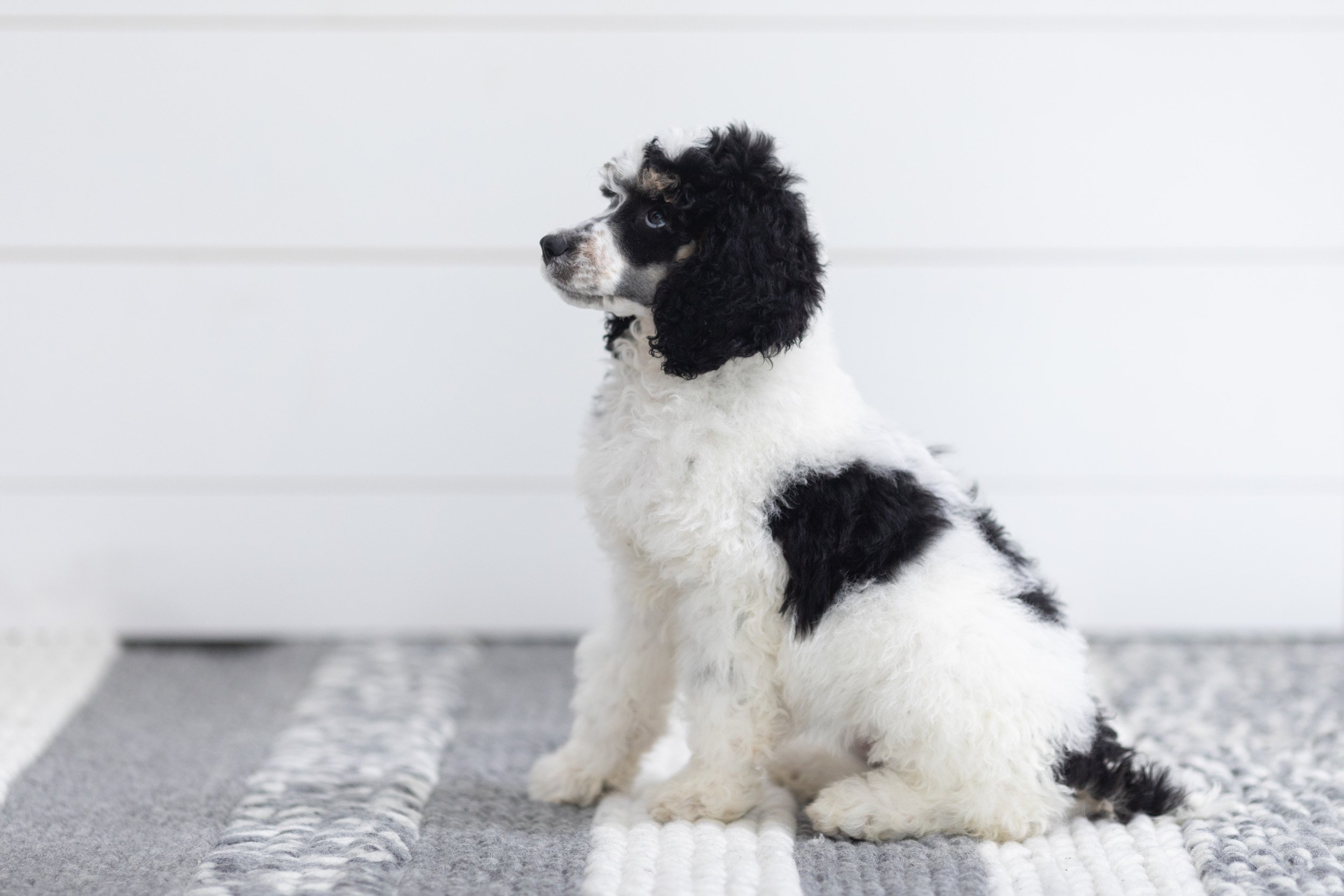 0071_SDD-PEPPER-JACK-STOKES-POODLE-FEMALE-STOKESHIRE-DOODLES-.Proof.21.jpg