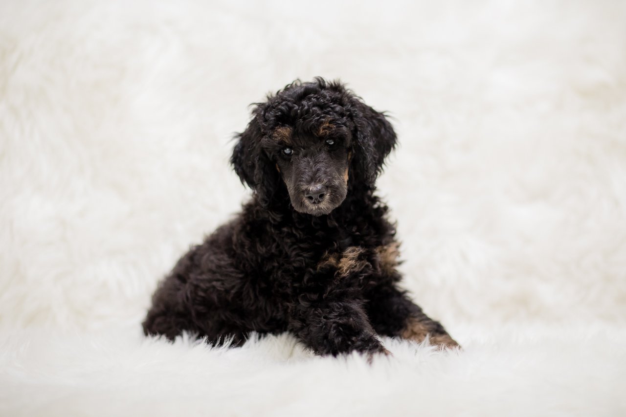 004-moyen-phantom-male-poodle-phoenix-stokeshire-designer-doodles-in-wisconsin.jpg