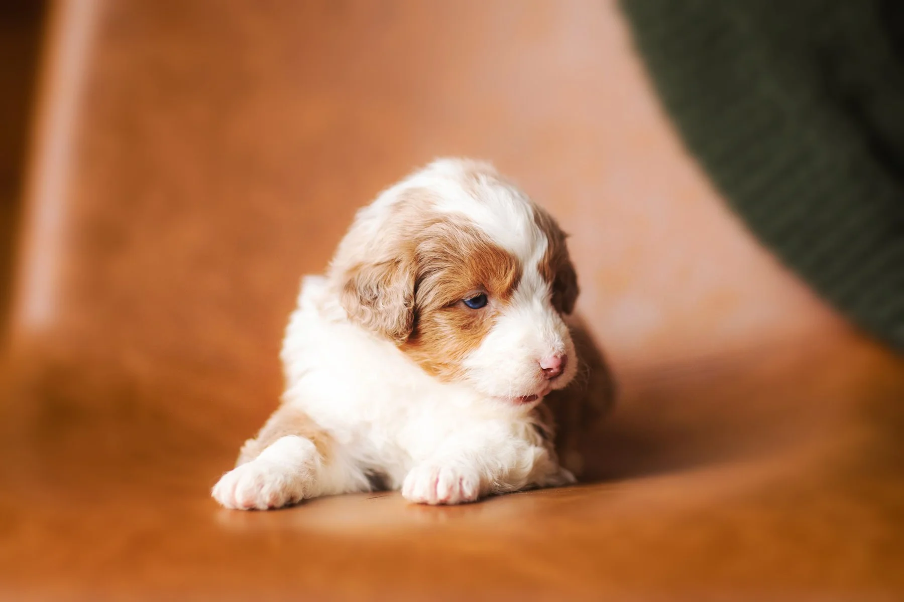Top 5 Most Popular Dog Breeds for Families