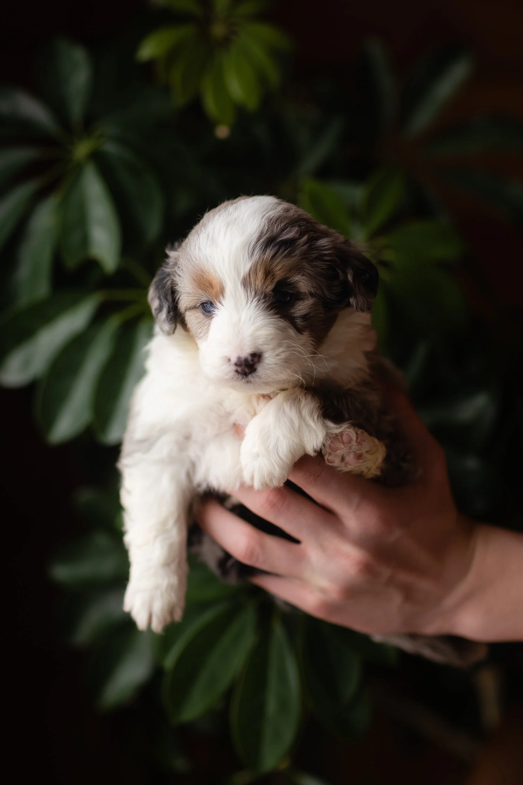 A Breakdown of the Expenses Involved with Owning a Dog