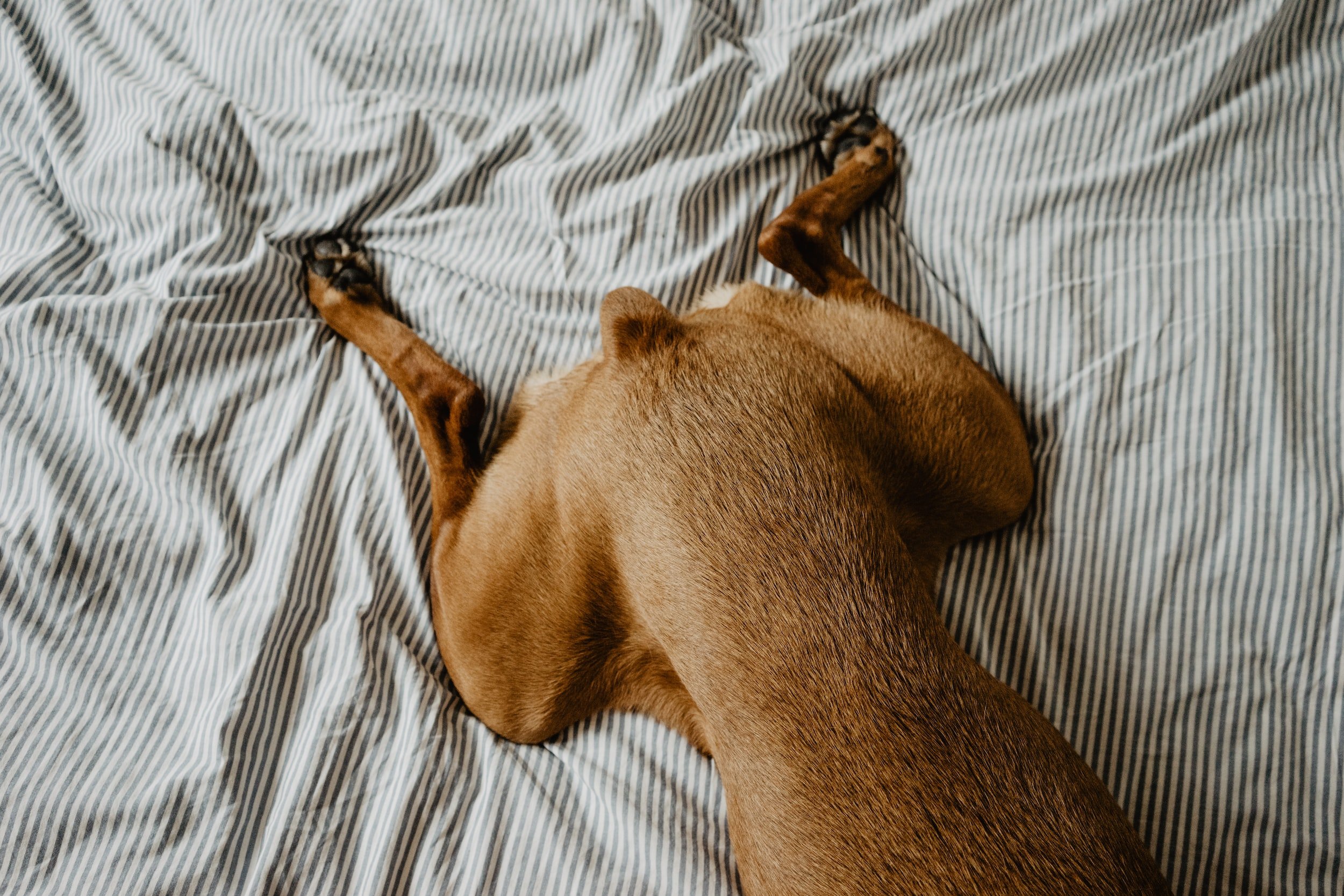 Hip Dysplasia in a Dog: Symptoms, Causes &amp; Treatments
