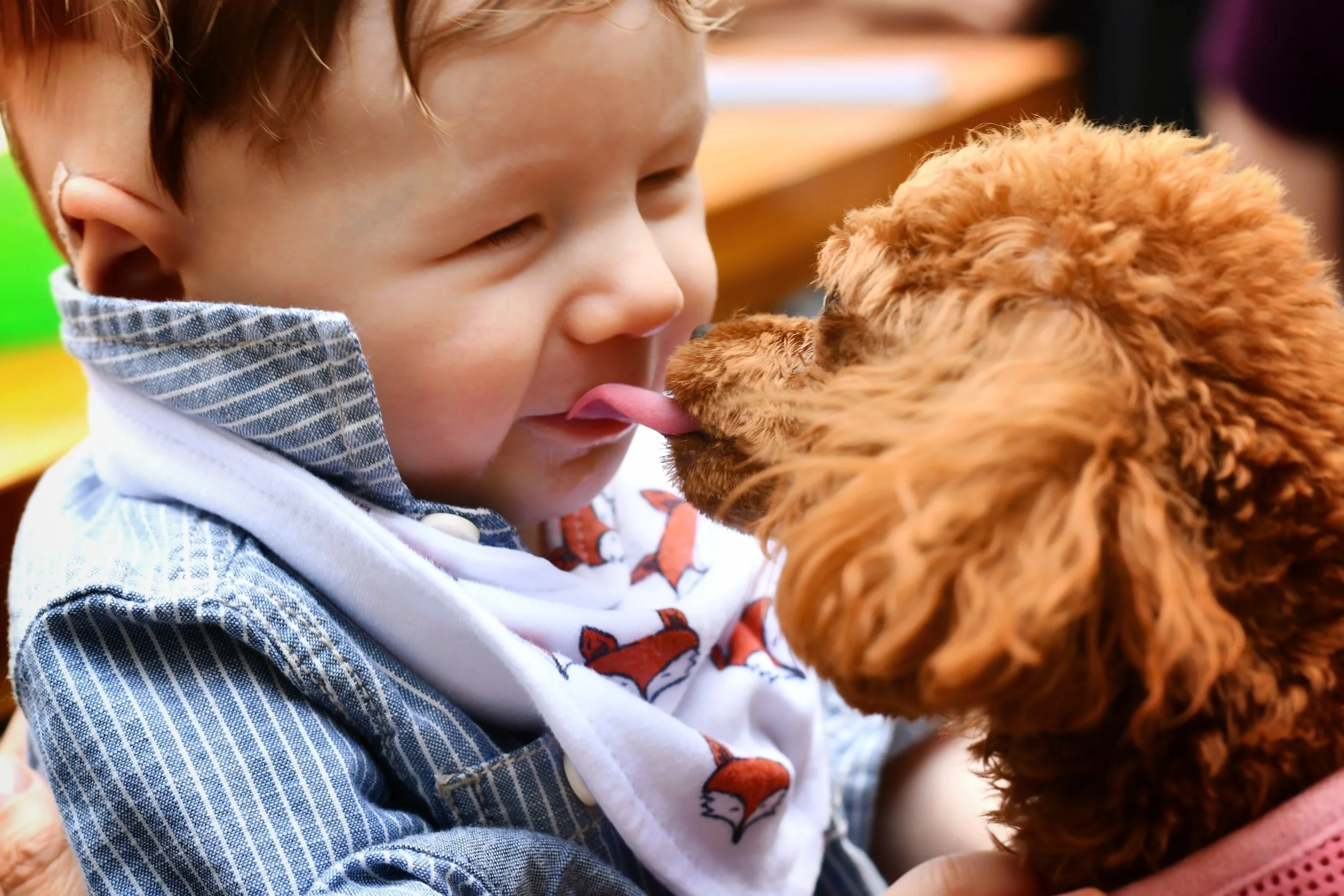 Top  5 Dog Breeds for Children with Autism Spectrum Disorder