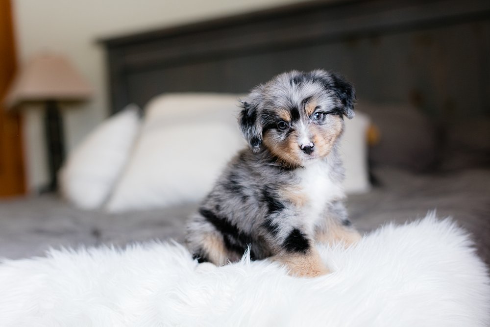 Potty Trained Doodle Puppies for Sale in the Midwest — STOKESHIRE