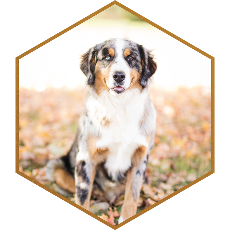 Apollo-Bernese-Mountain-Dog-Stokeshrie-Wisconsin-Designer-Doodles-AMD-Sire-F1.png