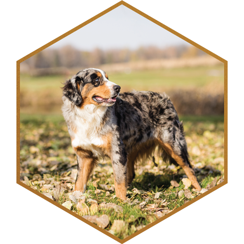 SDD-Mohican's-Apollo-Stokes-Apollo-Bernese-Mountain-Dog-Stokeshrie-Wisconsin-Designer-Doodles-AMD-Sire-F1.png