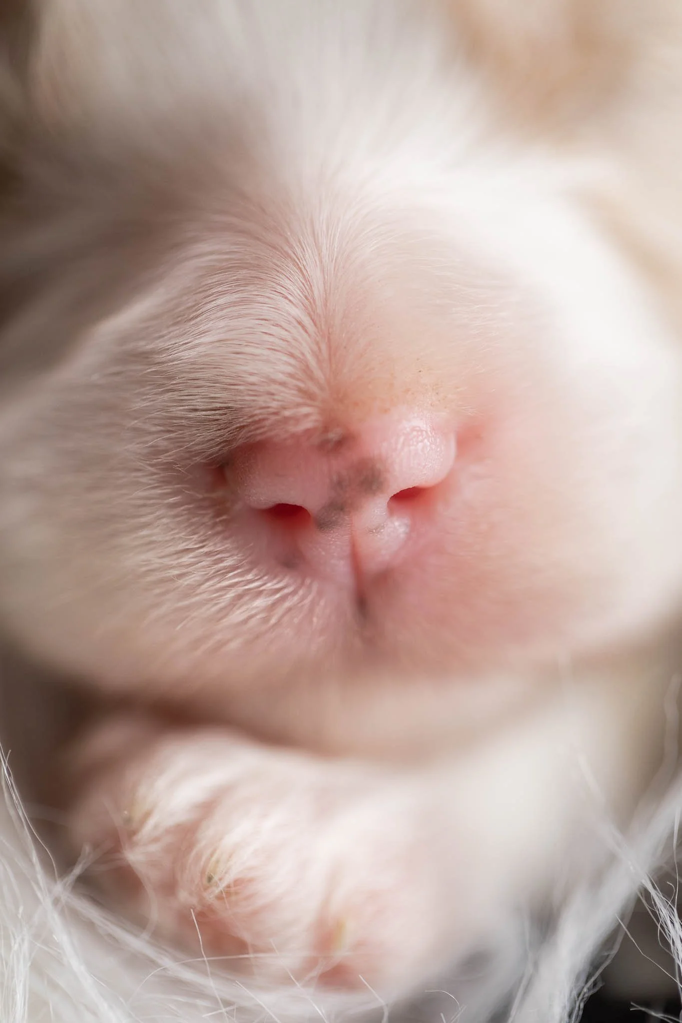 Professional Puppy Photos 