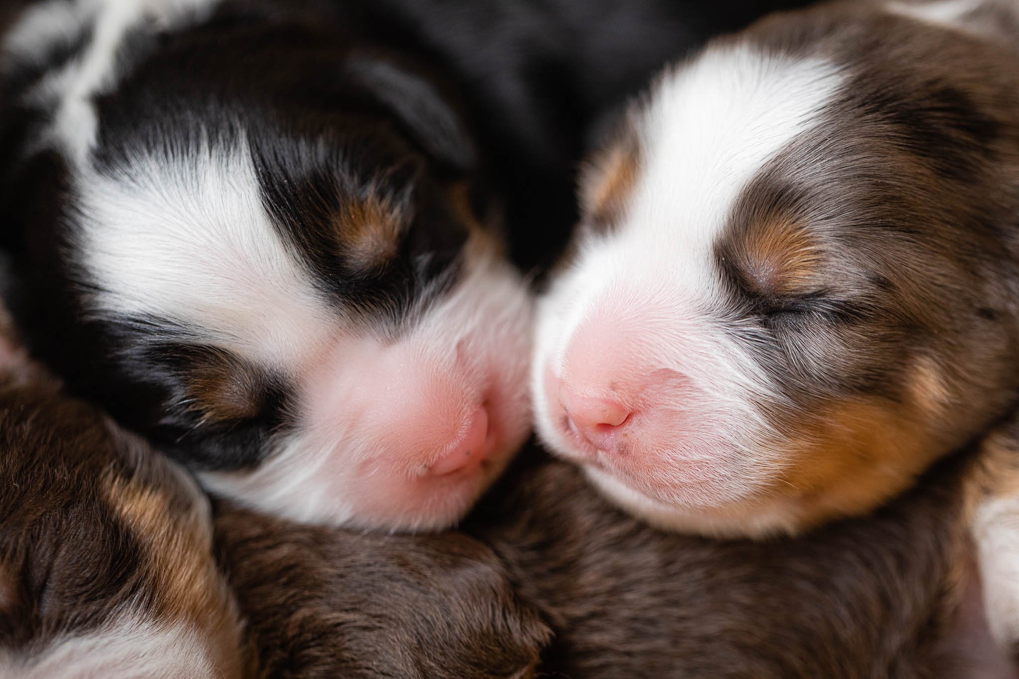 Unfurnished Doodles: "Improper Coat" 