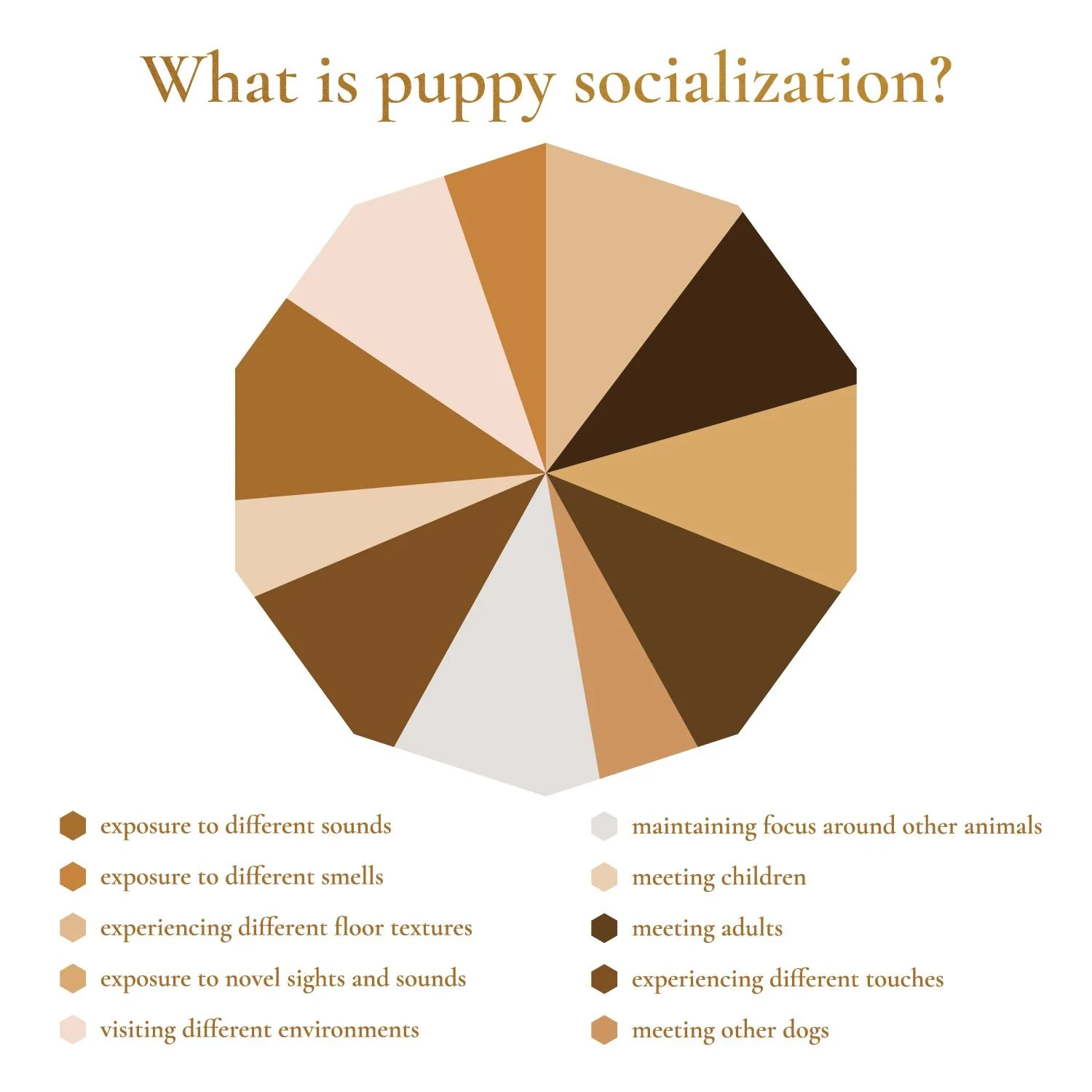 Puppy socialization at Stokeshire Designer Doodles