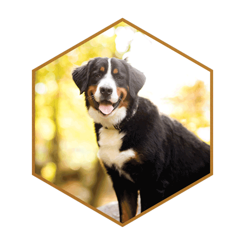 Bernese mountain best sale dog breeder midwest