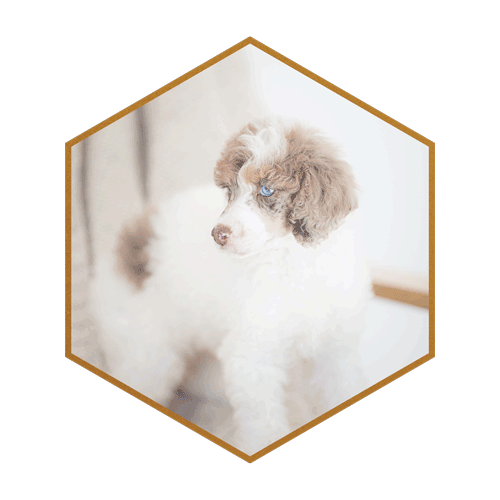 Kodiak-(hexagon)-#1.png