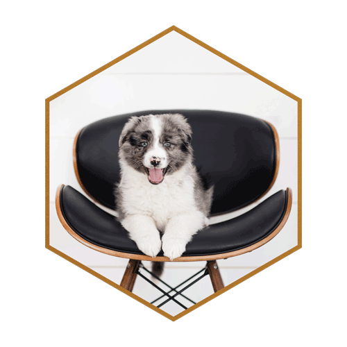 Stilly-(Hexagon)-#1.png