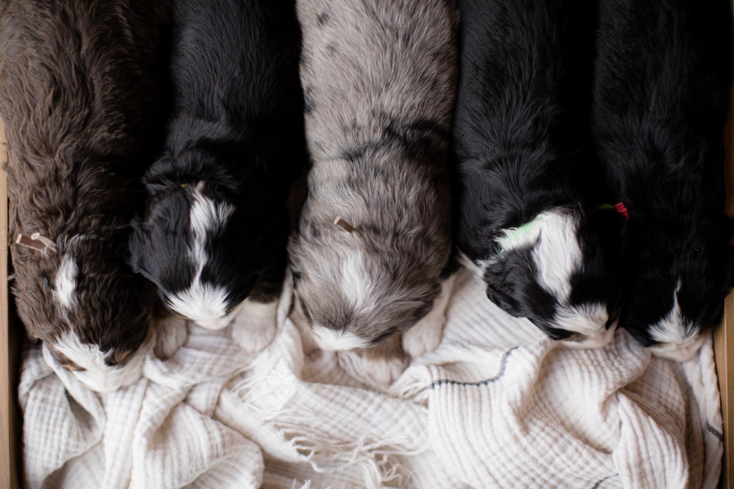 Australian Shepherd — STOKESHIRE DESIGNER DOODLES - PUPPIES FOR SALE