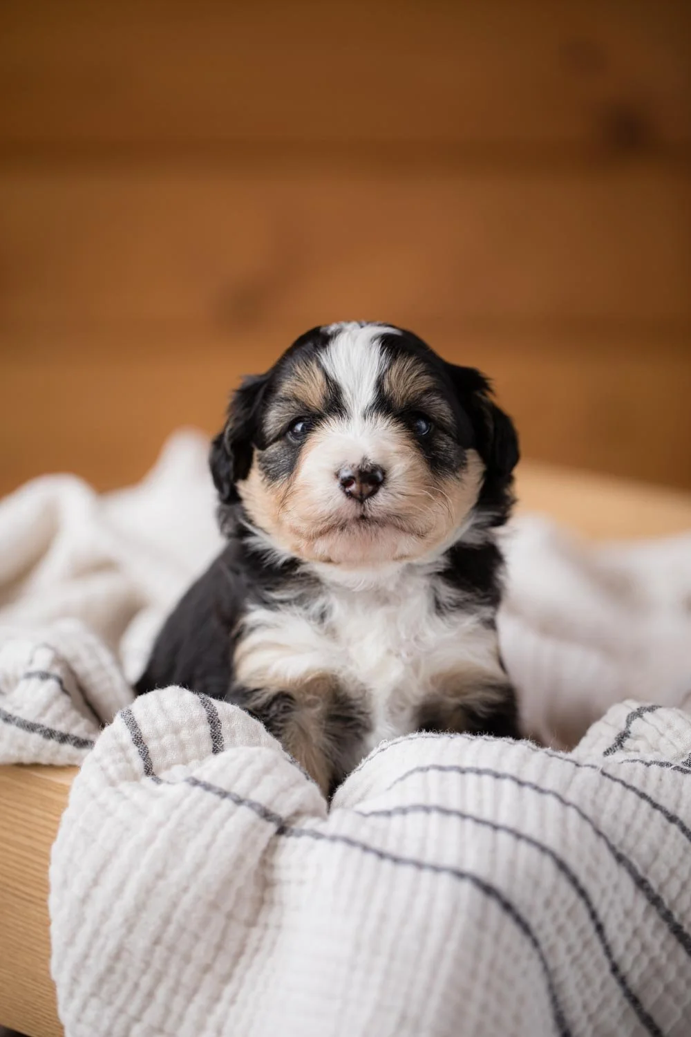 When is the best time to get a Doodle Puppy?