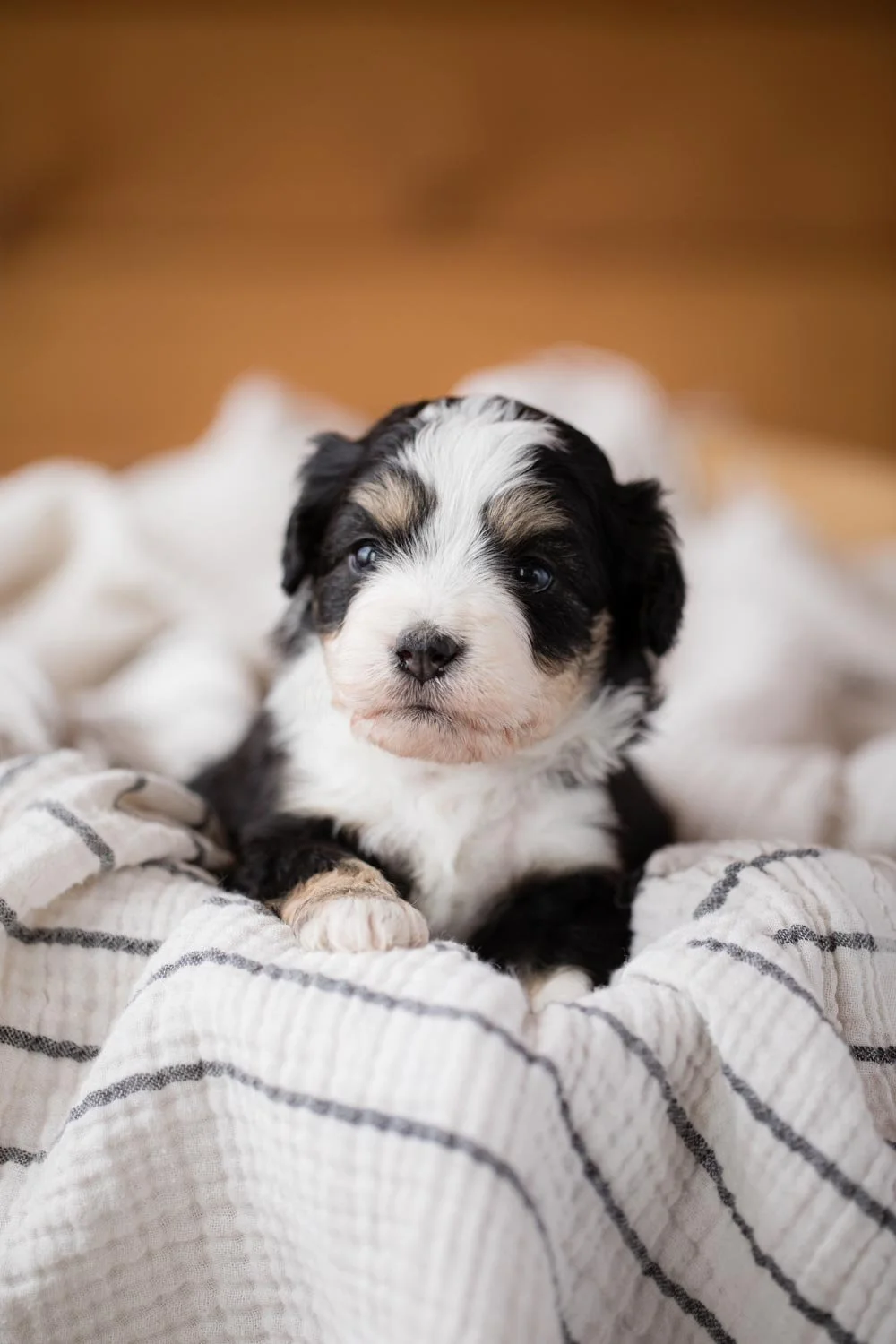 STOKESHIRE-DESIGNER-DOODLES-WISCONSIN-TOP-ETHICAL-DOODLE-BREEDERS-5.jpg