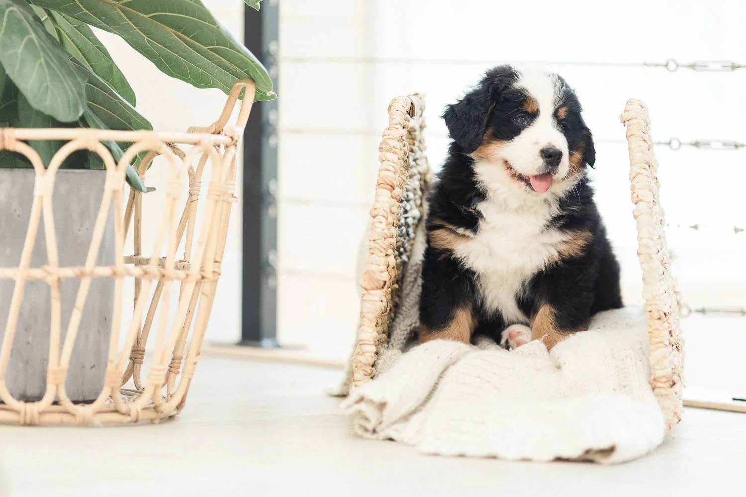 142_Brigitta.Bernese.Mountain.Dog.Stokeshire.jpg