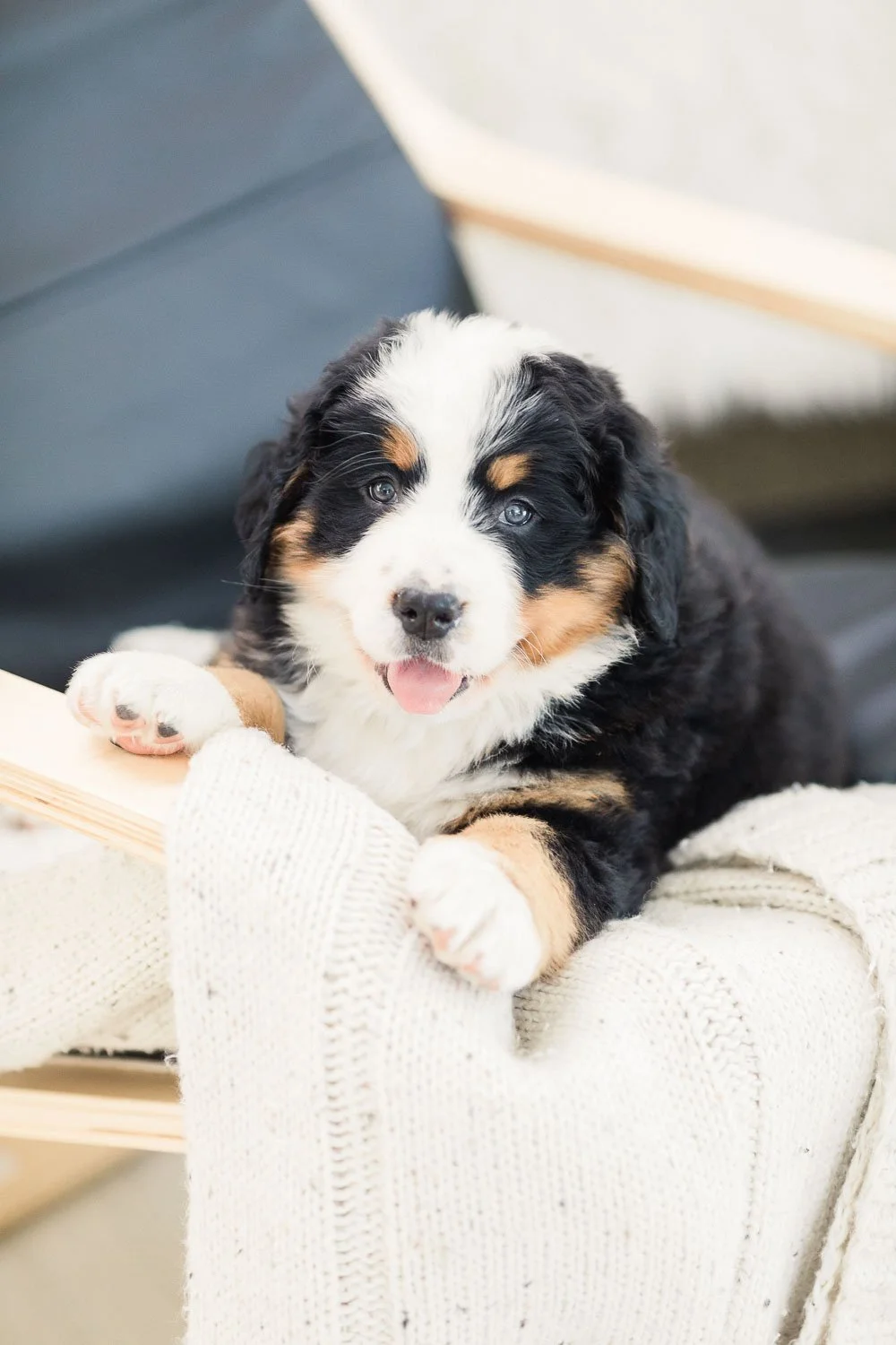 191_Brigitta.Bernese.Mountain.Dog.Stokeshire.jpg