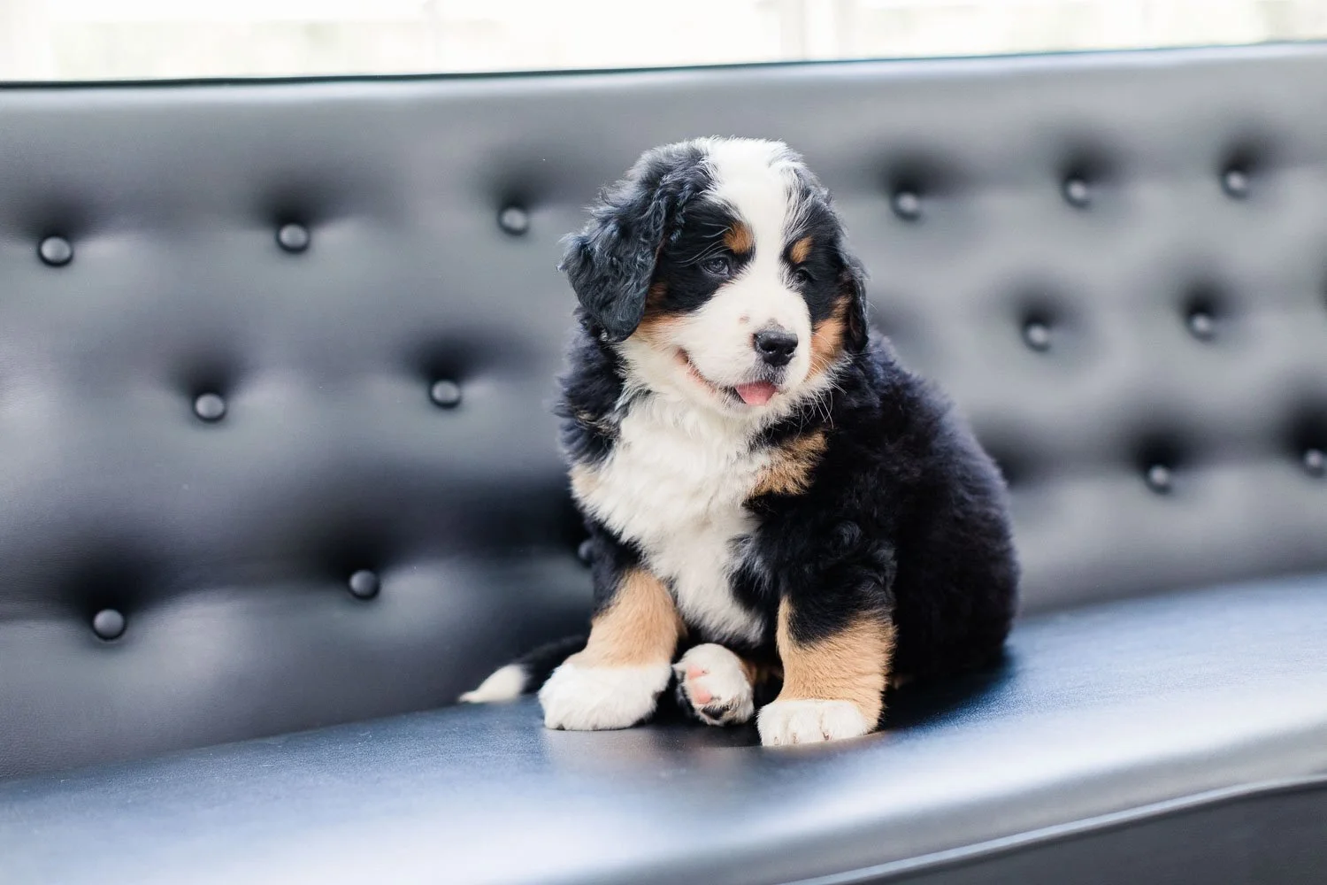 205_Brigitta.Bernese.Mountain.Dog.Stokeshire.jpg