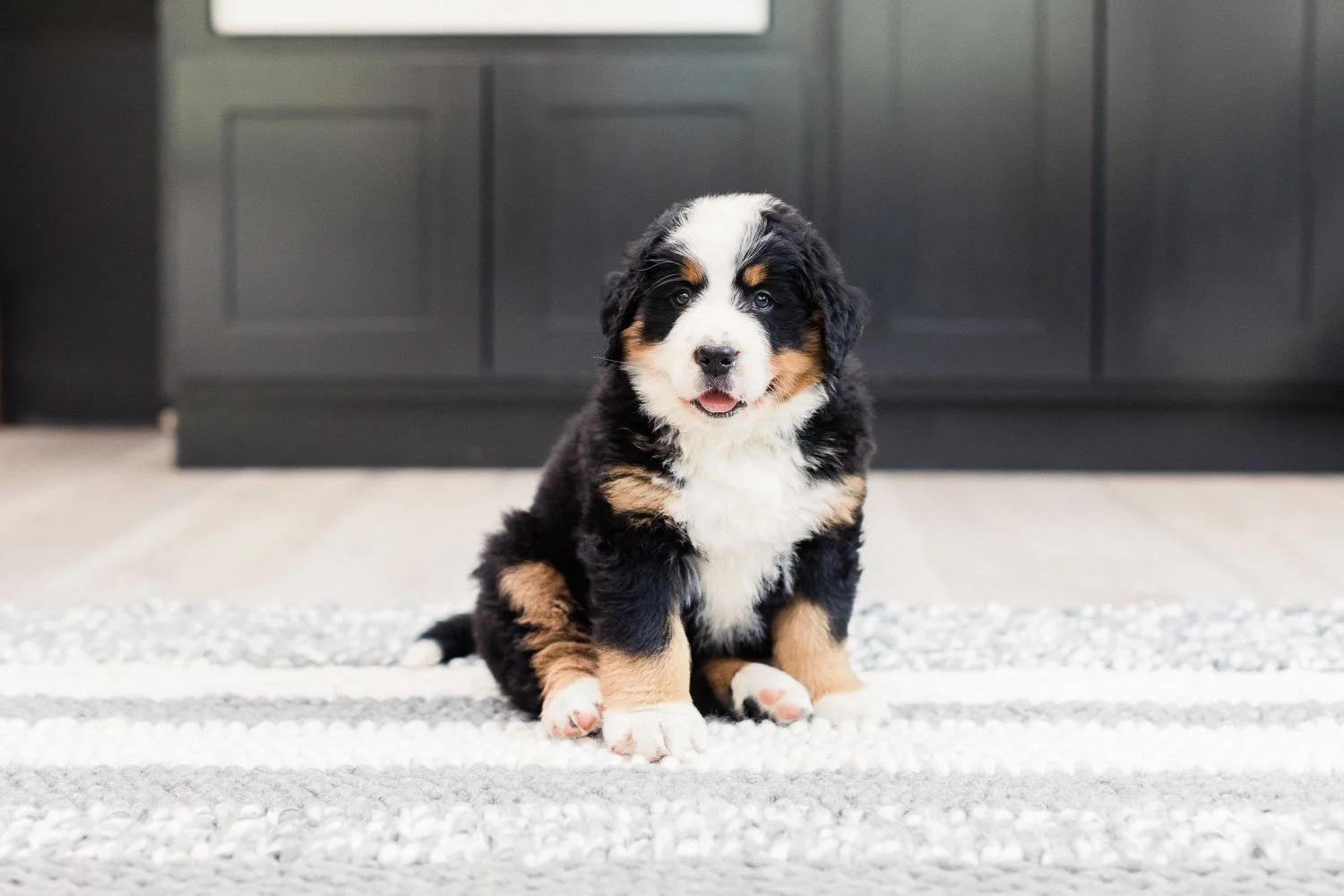 220_Brigitta.Bernese.Mountain.Dog.Stokeshire.jpg