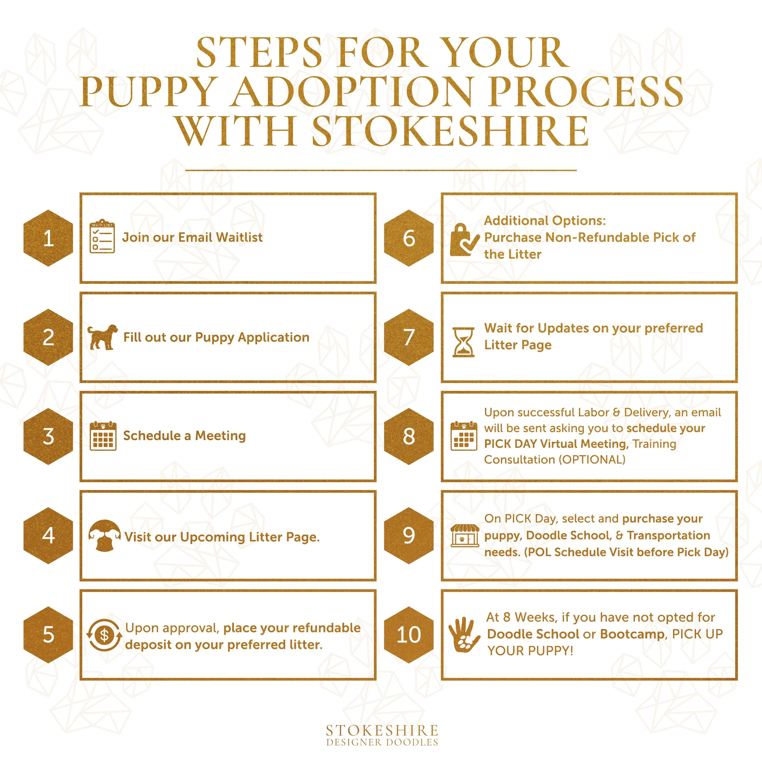 How to Buy a Puppy from a Reputable Breeder