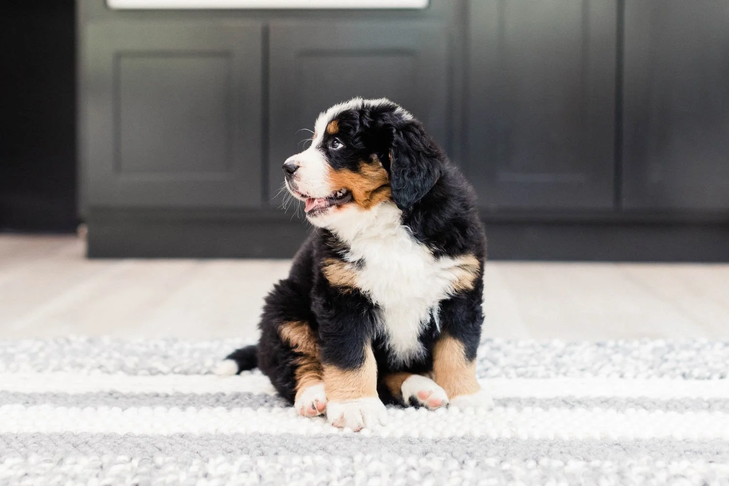 Puppy Sale Contracts: Important Things To Know