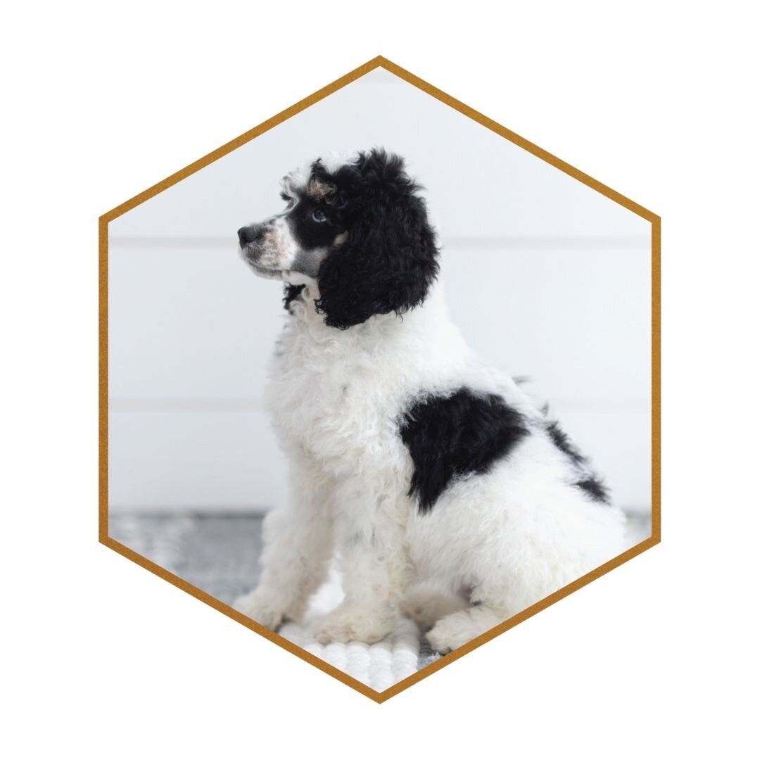 Coat in Poodles — STOKESHIRE DESIGNER DOODLES PUPPIES FOR SALE