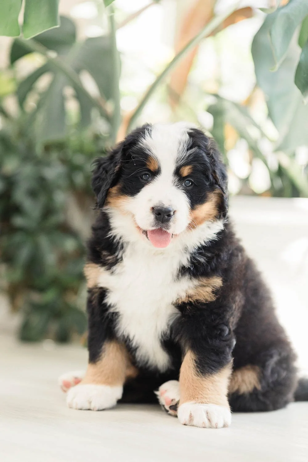 088_Brigitta.Bernese.Mountain.Dog.Stokeshire.jpg