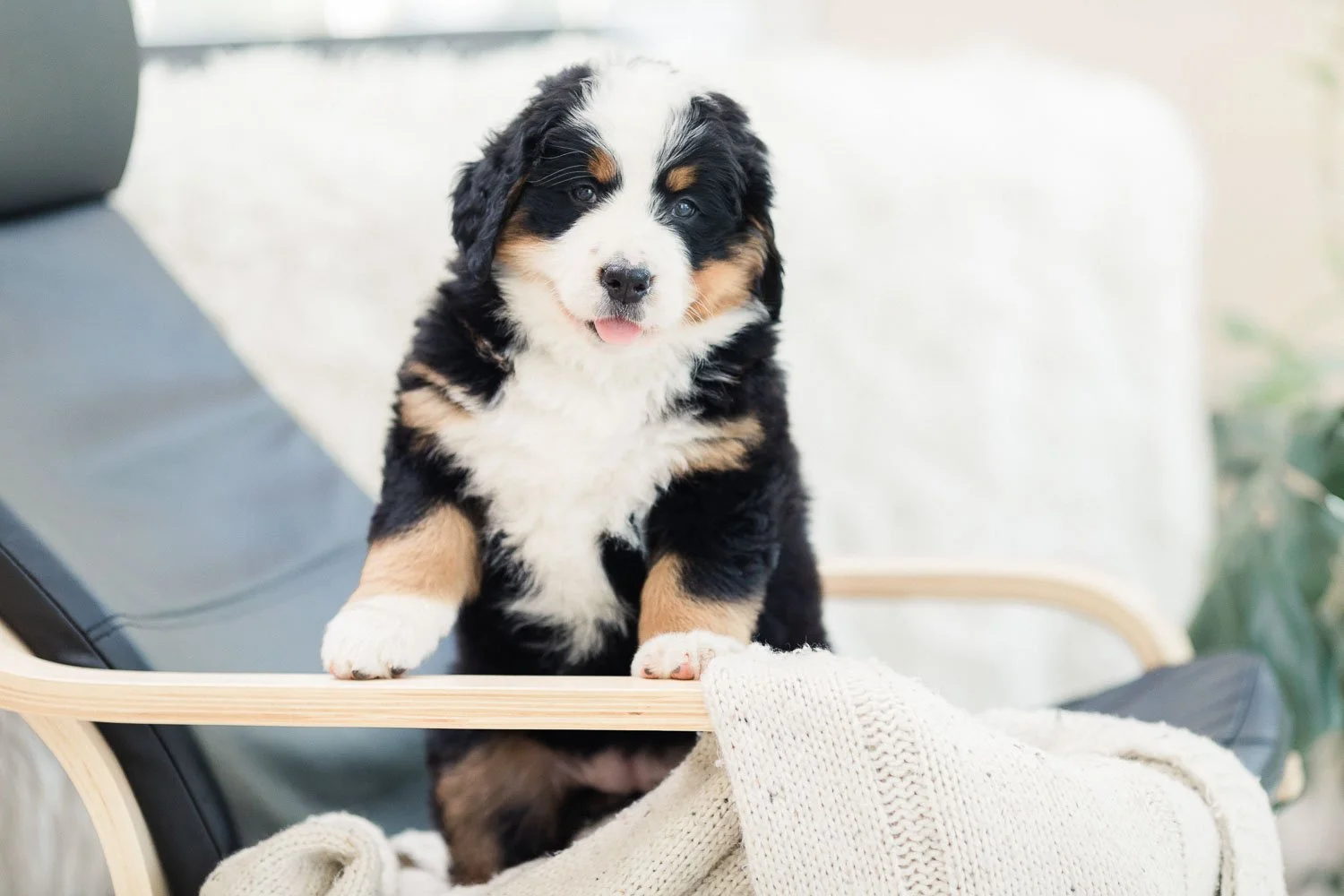 175_Brigitta.Bernese.Mountain.Dog.Stokeshire.jpg